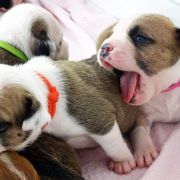 INCREDIBLE HAPPINESS Child of Love