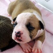 INCREDIBLE HAPPINESS Child of Love