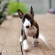 LAWERNA Paka Czworaka