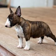 LAWERNA Paka Czworaka