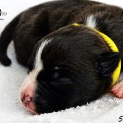 INFERNAL QUEEN Child of Love