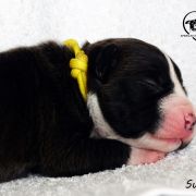 INFERNAL QUEEN Child of Love