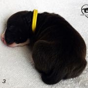 INFERNAL QUEEN Child of Love