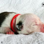 IRON LADY Child of Love