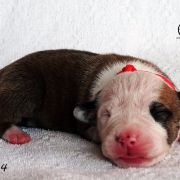 IRON LADY Child of Love