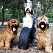 SUGABABE El Bridorado