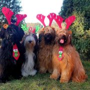 SUGABABE El Bridorado