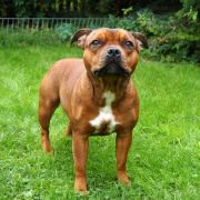 SUPRA VIRES Enamorada