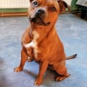 SUPRA VIRES Enamorada 2