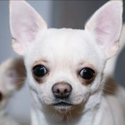 SUSANNE Dogomania FCI