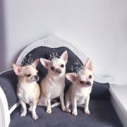 SUSANNE Dogomania FCI 2