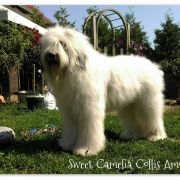 SWEET CAMELIA Collis Amores