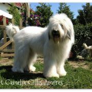 SWEET CAMELIA Collis Amores