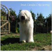 SWEET CAMELIA Collis Amores