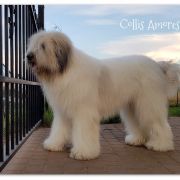 SWEET CAMELIA Collis Amores