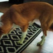 Sweetheart from Real Dogs Paradise FCI ( W DOMU-SHIVA)