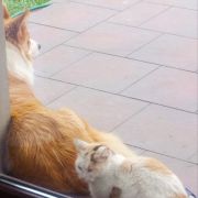 Sweetheart from Real Dogs Paradise FCI ( W DOMU-SHIVA)