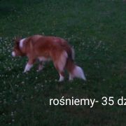 Sweetheart from Real Dogs Paradise FCI ( W DOMU-SHIVA)