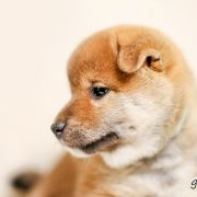 Szary (kolor znacznika) 2