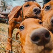 Szkolenie gratis Szczenięta Rhodesian ZKwP