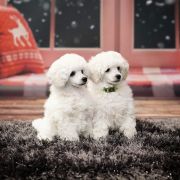 Toy pudel biały
