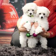 Toy pudel biały