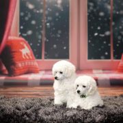 Toy pudel biały