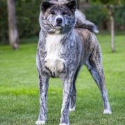 TAIRA GO Pinku No Yuki 3