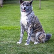 TAIRA GO Pinku No Yuki 4