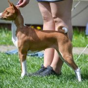 TAJEMNICA Ballada o Wędrowaniu 4