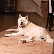 TAMI z Grodzkiego Zakątka