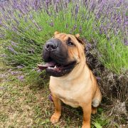 Tarragona Mi Pura Belleza 4