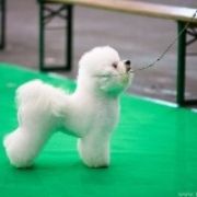 Tauro SIRENA (BETTY) 