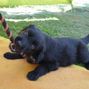 TEDDY HOOLIGANOWE SMOKI