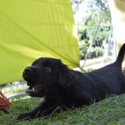 TEDDY HOOLIGANOWE SMOKI