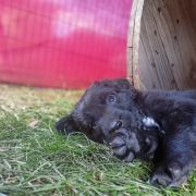 TEDDY HOOLIGANOWE SMOKI