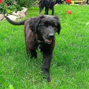 TEDDY HOOLIGANOWE SMOKI