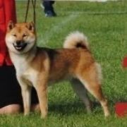 Tenshi z Lasów Godzieskich