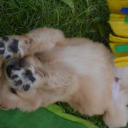 TEO HOOLIGANOWE SMOKI