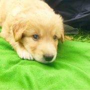 TEO HOOLIGANOWE SMOKI