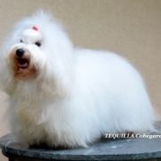 TEQUILLA Cobegarden 2