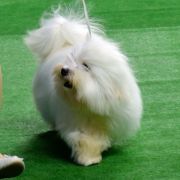 TEQUILLA Cobegarden 3