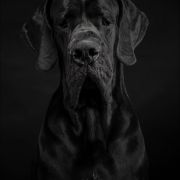 TERAZ ALBO NIGDY Margarejro FCI