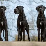 TERAZ ALBO NIGDY Margarejro FCI