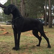 TERAZ ALBO NIGDY Margarejro FCI