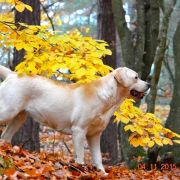 TETE A TETE HERBU ZADORA 3