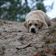 TETE A TETE HERBU ZADORA 4