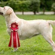 TETE A TETE HERBU ZADORA 2