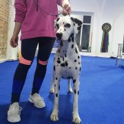 C.I.B. THE ALCHEMIST Dinaradals 