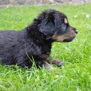 THEA HOOLIGANOWE SMOKI